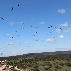 La migration des oiseaux, une histoire d’énergie