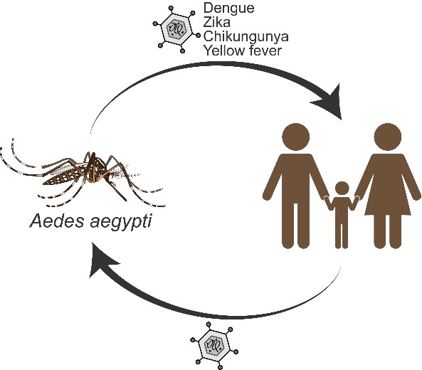 Why Do Aedes Mosquitoes Catch And Transmit Dengue Virus Cnrs