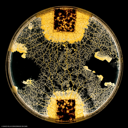 Biologie : Comment le blob, un organisme unicellulaire (presque
