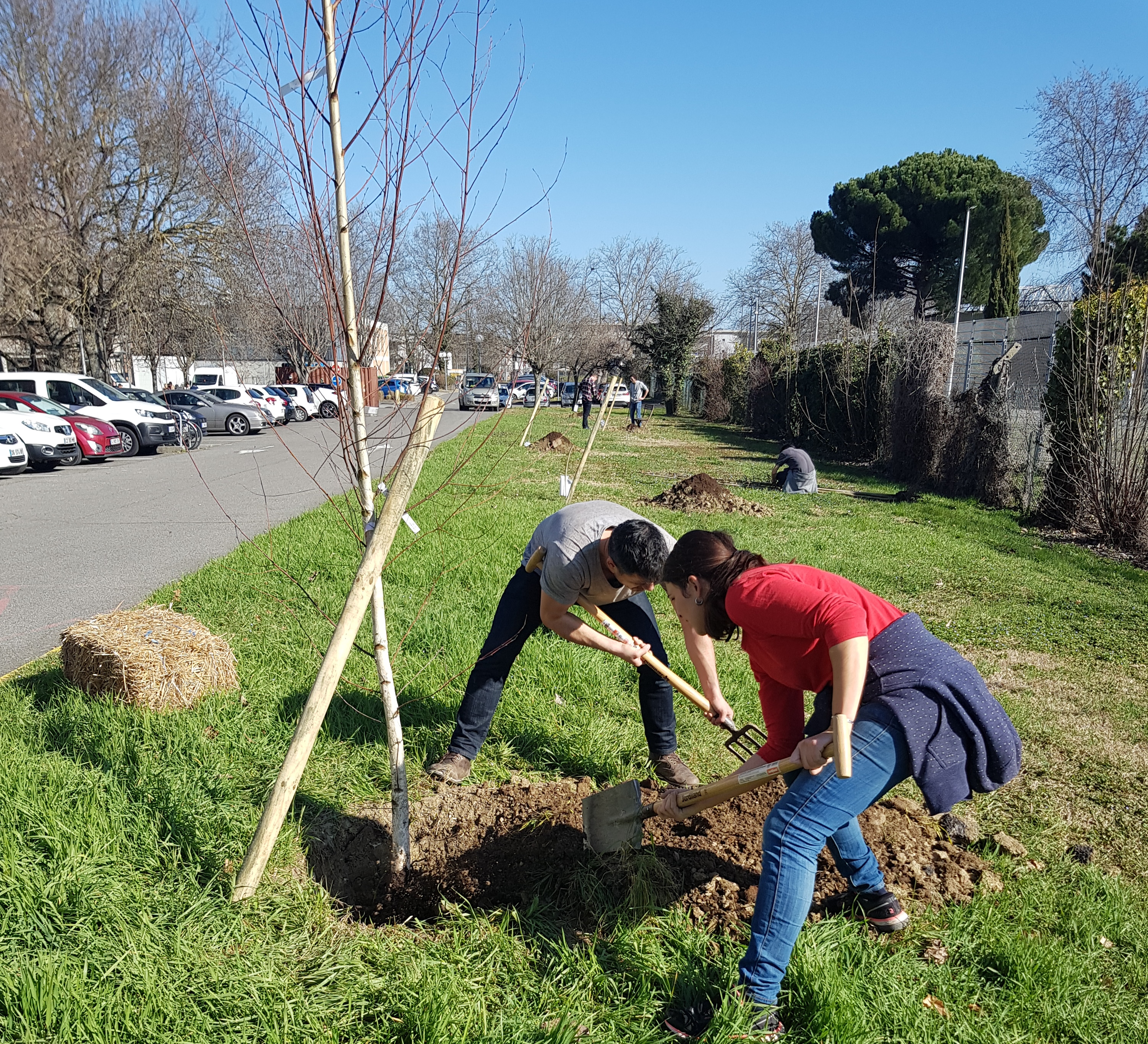 Plantation d'arbres sur le campus toulousain du CNRS