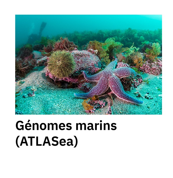 Génomes marins (ATLASea)