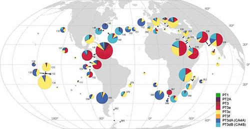 Carte de distribution des types pigmentaires des cyanobactéries Synechococcus le long du trajet de l’expédition Tara Oceans. © PNAS Grébert et al. (2018) – CNRS/Sorbonne Université