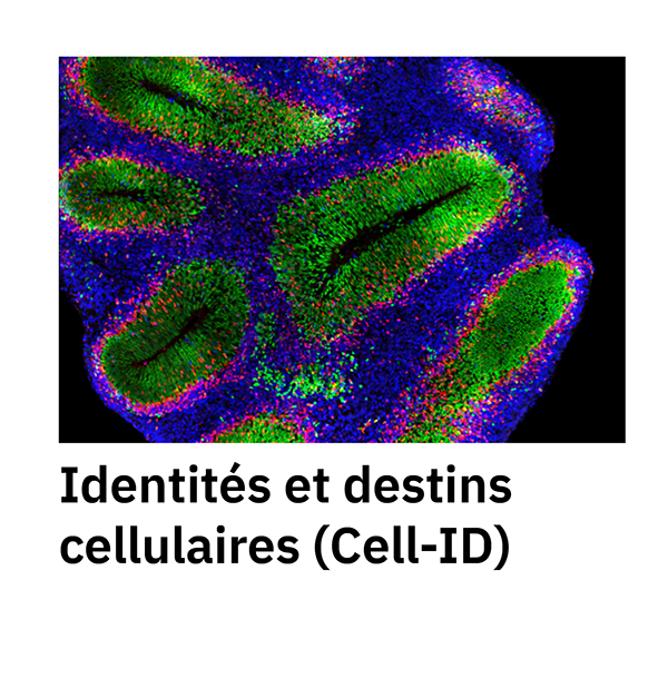 Identités et destins cellulaires (Cell-ID)