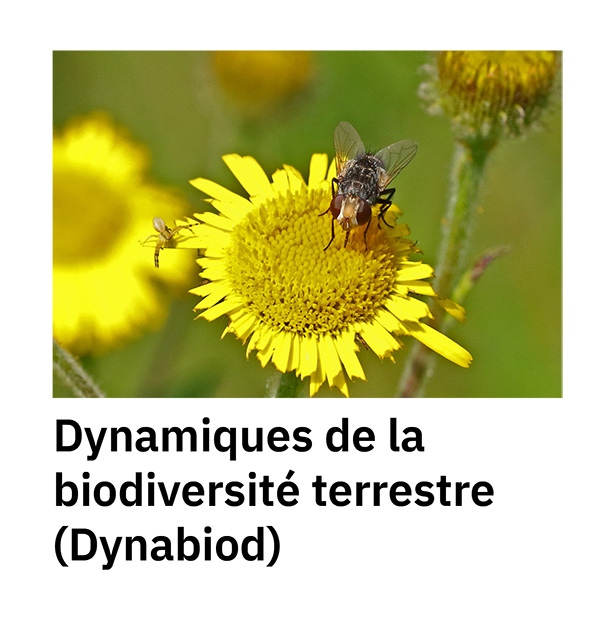 Dynamiques de la biodiversité terrestre (Dynabiod)