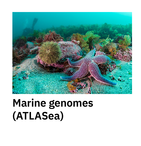 Marine genomes (ATLASea)