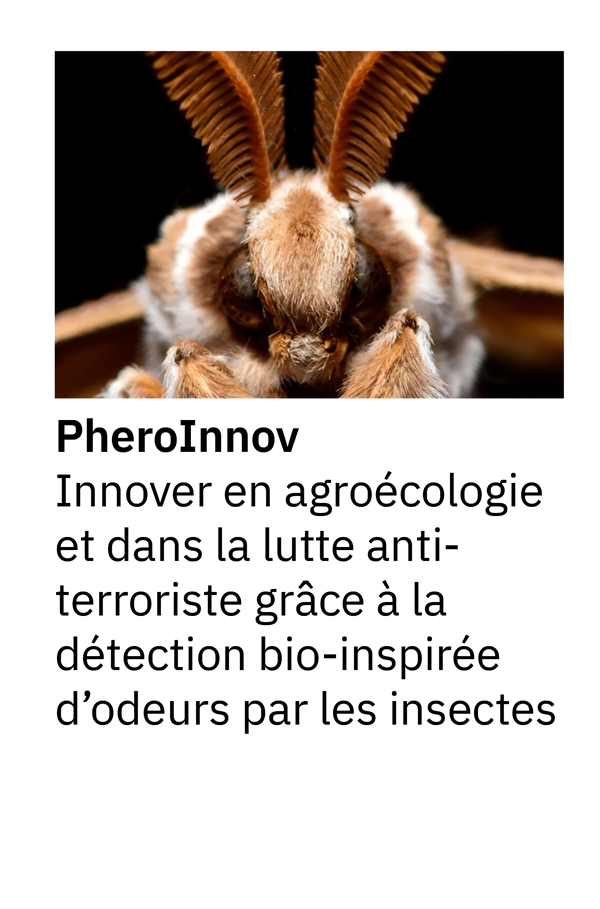 PheroInnov : Innover en agroécologie et dans la lutte anti-terroriste grâce à la détection bio-inspirée d’odeurs par les insectes