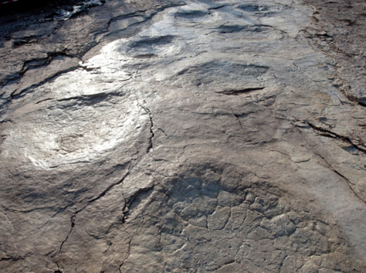World's longest sauropod dinosaur trackway brought to light