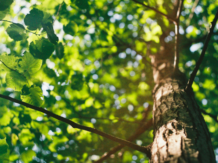 les feuilles d'un arbre vues d'en bas