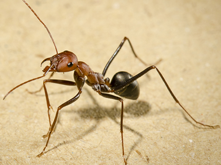 How ants navigate homeward - forward, backward, or sideward