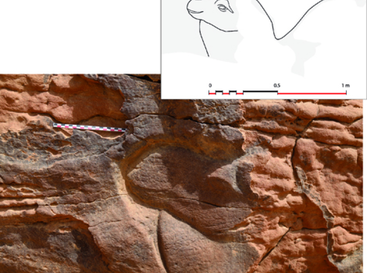 Rock art : Life-sized sculptures of dromedaries found in Saudi Arabia