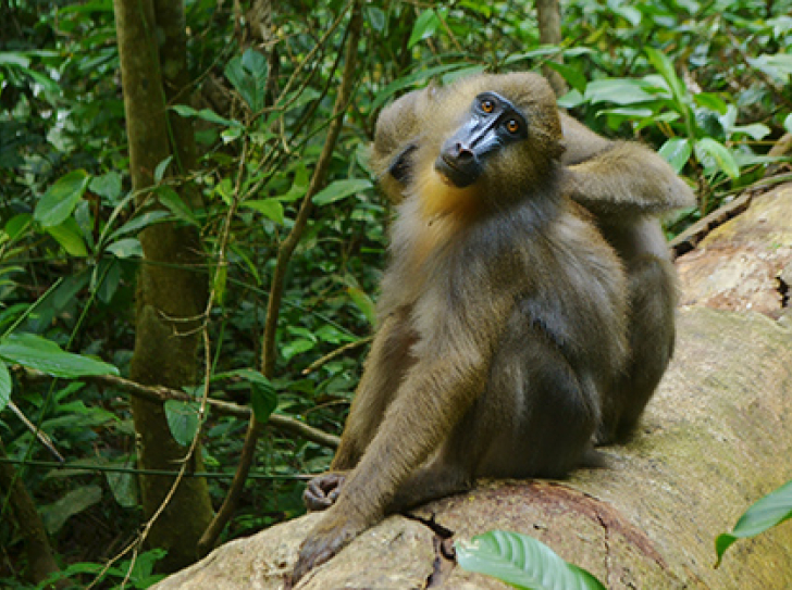 Smell helps primates flee parasites
