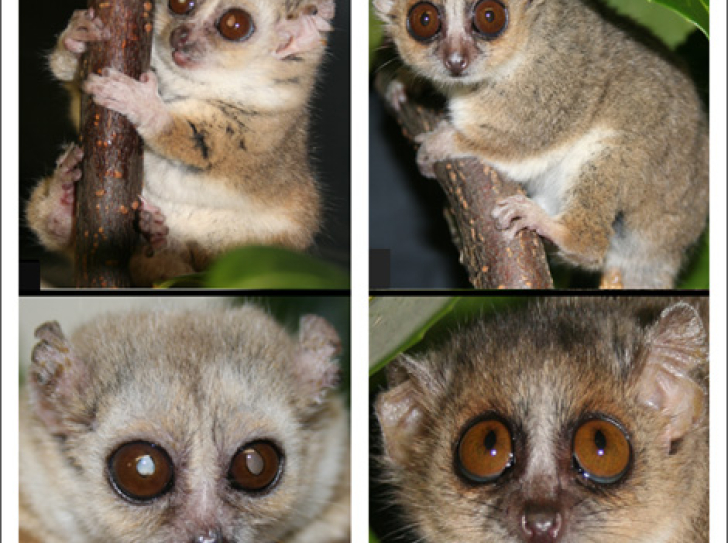 Eating less enables lemurs to live longer