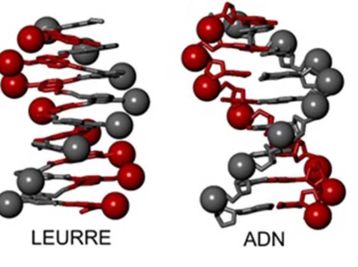Artificial molecules that mimic DNA