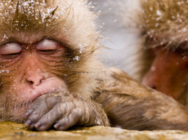 Un juvénile et une femelle macaque fermant les yeux cote à cote dans les sources d'eau chaude