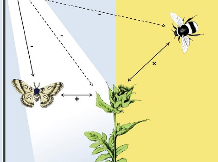 A new threat to pollination : the dark side of artificial light