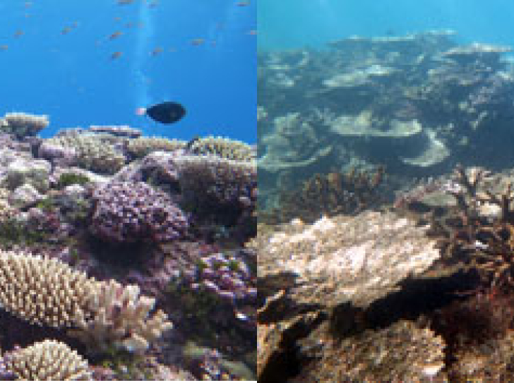 Changement climatique et pratiques locales : double peine pour un récif corallien