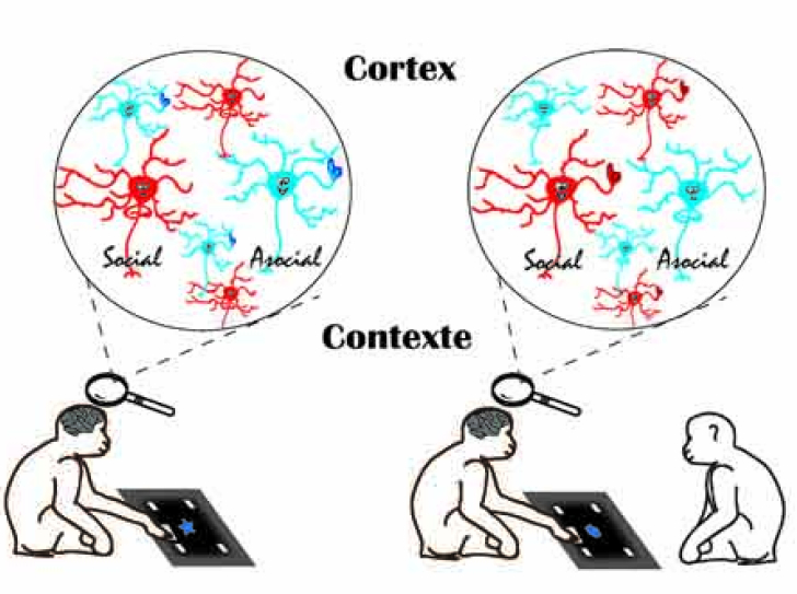 From context to cortex : Discovering social neurons