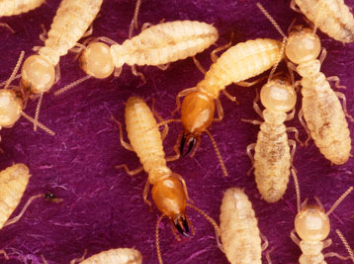 Invasive insects : an underestimated cost to the world economy