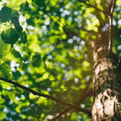 les feuilles d'un arbre vues d'en bas