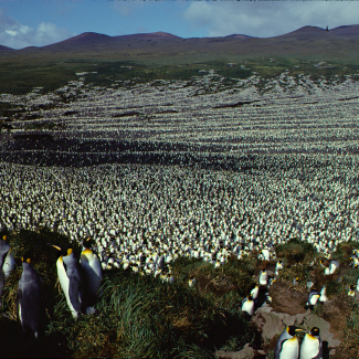 Colonie de manchots en 1982