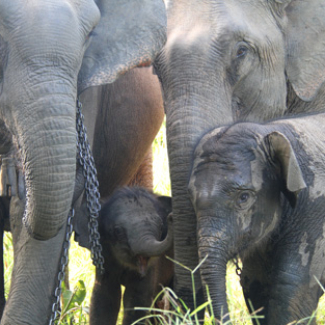 Captive elephants working in the logging industry in Laos.