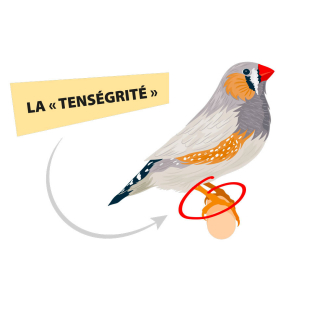 Illustration d'un oiseau posé sur une branche